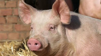 هل من يأكل لحم الخنزير يصاب بالدياثة وقلة الغيرة.. اعرف رأي العلماء