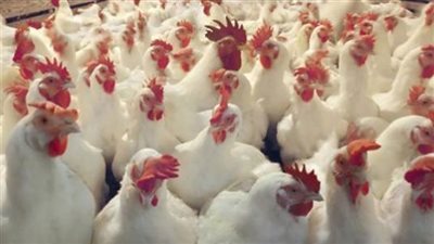 الفراخ البيضاء بـ30 والبلدي بـ45 جنيهًا.. استقرار أسعار الطيور اليوم بالأسواق | بث مباشر