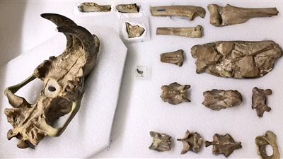 العثور على مخلوق متحجر عاض قبل 33 عاما |صور