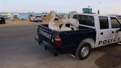 تعرضت للتعذيب.. البيئة تكشف تفاصيل مصادرة طيور البجع بالمدن الساحلية ومصيرها