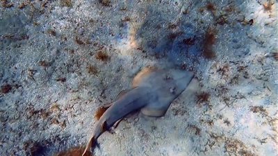 غواصون يرصدون قرش الجيتار بمرسى علم: يشبه وجه الإنسان ومسالم ويتغذى على الحشائش| صور وفيديو