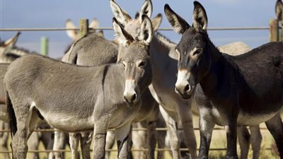 عصابة عراقية تسرق الحمير وتبيع لحومها تثير ضجة على مواقع التواصل الاجتماعي