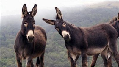 مفاجأة بشأن سعر جلود الحمير.. أغلى بكثير من الأبقار والجاموس