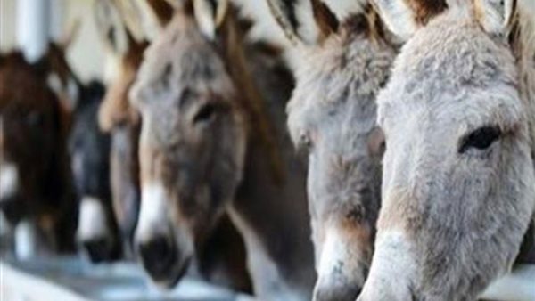 حكم الشرع في أكل