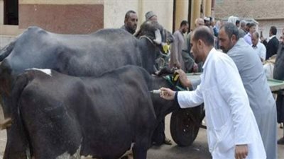  تحصين أكثر من 5.5 مليون رأس ماشية ضد مرضي الحمى القلاعية والوادي المتصدع على مستوى الجمهورية 