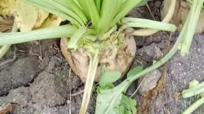 زراعة بورسعيد: انتهاء الدفعة الأخيرة من السماد النتروجيني لمحصول بنجر السكر | صور 