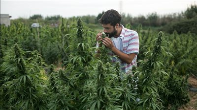 7 جرامات و4 شجرات في المنزل فقط.. مالطا تسمح بزراعة وتدخين الحشيش بشكل قانوني | فيديوجراف