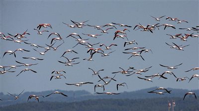 طيور نافقة تسقط على الساحل الشمالي الشرقي لاسكتلندا.. وعلماء يبحثون عن حل اللغز