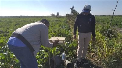 زراعة بورسعيد: لا توجد إصابات بـ حشرة الحشد في محصول بنجر السكر | صور 