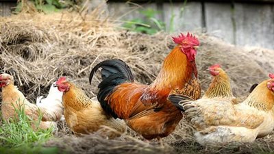 الفراخ البيضاء بـ32 والبلدية بـ42.. استقرار أسعار الدواجن بالأسواق اليوم | بث مباشر