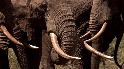 للحفاظ على الأفيال.. المفوضية الأوروبية توقف إصدار شهادات تصدير للتحف المصنوعة من العاج