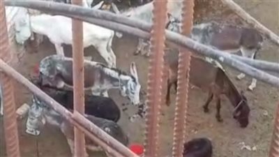  تفاصيل العثور على مجموعة من الحمير المسلوخة داخل منزل بالمنيا