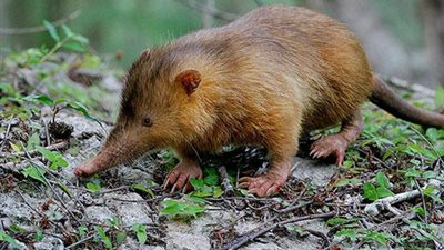 اكتشاف 14 نوع جديد من الزبابات في إندونيسيا |دراسة