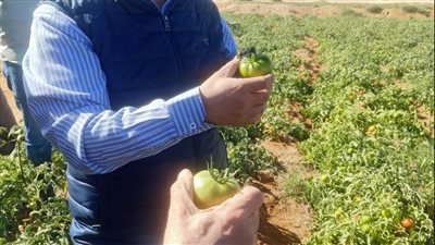 تعاون بين الزراعة والشركة الهندية الأردنية لإنتاج تقاوي الخضر بسوهاج | صور