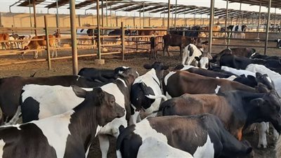 نائب وزير الزراعة: نسعى لتحسين السلالات المحلية من الأبقار لتعزيز إنتاجها من اللحوم والألبان