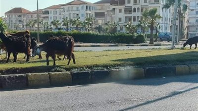 أهالي رأس البر يشكون من انتشار المواشي في الشوارع | صور