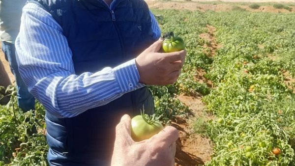 زراعة محصول الطماطم