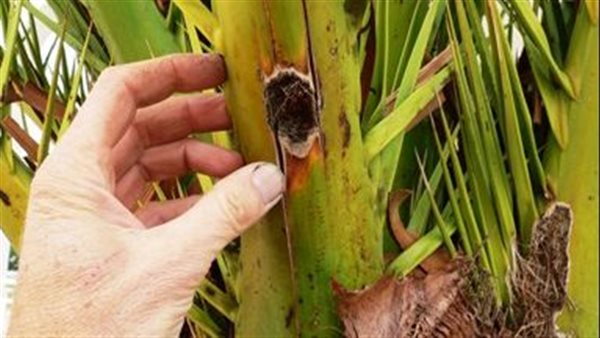 سوسة النخيل أرشيفية