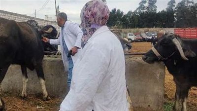 ننشر مواعيد القوافل البيطرية المجانية في قنا