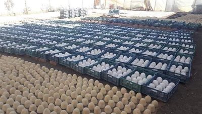 الصناعات الغذائية تطالب الحكومة بتحقيق عاجل مع مروجي شائعات إنتاج الجبن من طلاء الحائط