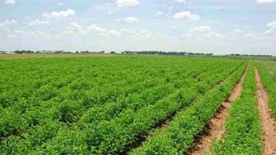  البنك الزراعي: 45 ألف أسرة مستفيدة من إسقاط الديون بإجمالي 4 مليارات جنيه | فيديو