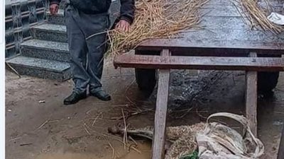 صاحبه من ذوي الهمم.. مصرع حمار صعقًا بالكهرباء نتيجة الطقس السيئ بالدقهلية