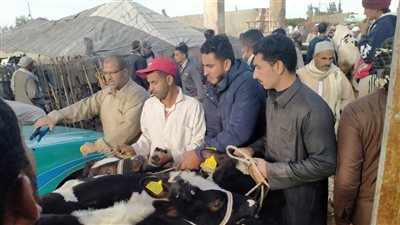 محافظة الإسكندرية تحصد المركز الثاني في تحصين الماشية ضمن الحملة القومية