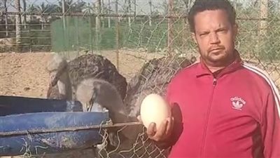  أشهر مزرعة نعام بالشرقية.. البيضة بـ1000 جنيه وبيتاجر فيها مليونيرات | بث مباشر