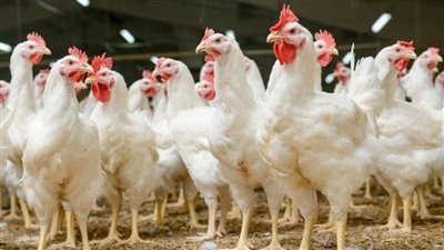 البانيه بـ 65 جنيها والفراخ البيضاء بـ 30.. أسعار الدواجن والطيور في الأسواق المصرية | بث مباشر