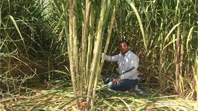 رئيس مجلس المحاصيل السكرية: نعمل على تحديد سعر طن القصب والبنجر بالتنسبق مع للتموين