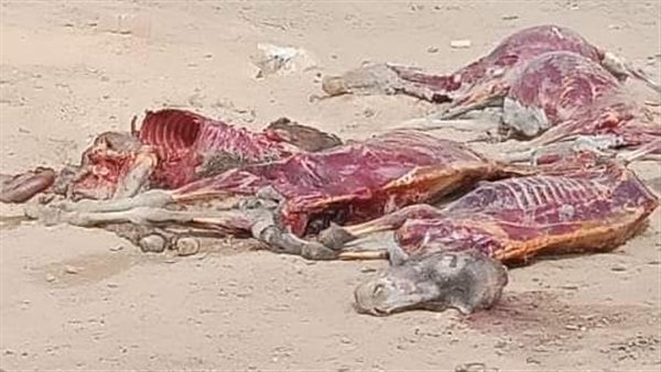 العثور علي 16 حمارًا