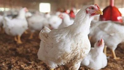 تحرك جديد في أسعار الفراخ اليوم.. البانيه يرتفع لـ 220 جنيها