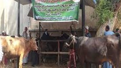 معهد التناسليات الحيوانية: نعمل على رفع كفاءة التحسين الوراثي ونقل الأجنة في الأغنام 