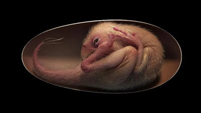 تفاصيل اكتشاف جنين ديناصور داخل بيضة عمرها 66 مليون سنة | فيديوجراف