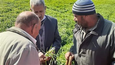 زراعة بورسعيد تنصح المزارعين بالمصاطب مع توفر 25 % من التقاوي والسماد والمياه 