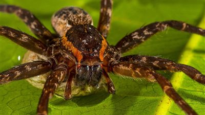 الخوف من العناكب بسبب النفور من العقارب للتشابه بينهما | دراسة