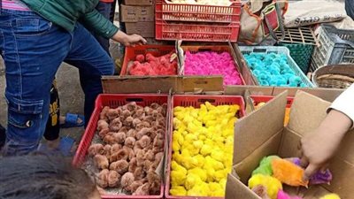 حيوانات نادرة وأسعار خرافية.. جولة داخل سوق السيدة عائشة | بث مباشر