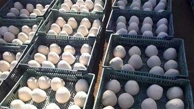 كانت مُعدة ومجهزة للبيع.. تفاصيل ضبط مصنع جبن يستخدم طلاء الدهانات بالمنوفية | فيديو جراف