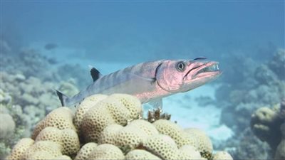 أخطر من القرش.. غطاسون يرصدون سمكة الـ باركودا في البحر الأحمر | صور