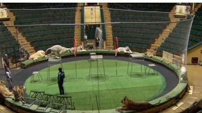 شاهد لحظة سقوط بهلوان في سيرك بروسيا