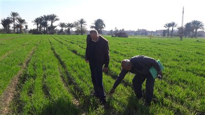 وكيل زراعة الفيوم: لا يوجد إصابات حشرية بمحصول القمح في كفور النيل