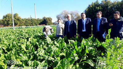 الزراعة تتابع المحاصيل الشتوية وتوزيع الأسمدة في محافظة المنوفية