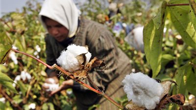 البحوث الزراعة: القطن المصري وصل إلى قمة الجودة على مستوى العالم