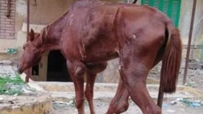 مواطن بمطروح يرفض علاج حصان مريض.. وغضب على السوشيال ميديا