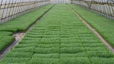  بمناسبة عيدها القومي.. الزراعة: قنا ثروة خضراء على جانبي النيل | انفوجراف