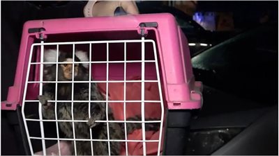 إنقاذ قرد أبيض الرأس من حريق في مبني سكني بألمانيا