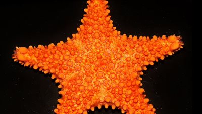 اكتشاف 70 نوع بحري ونباتي نادر في كاليفورنيا|صور