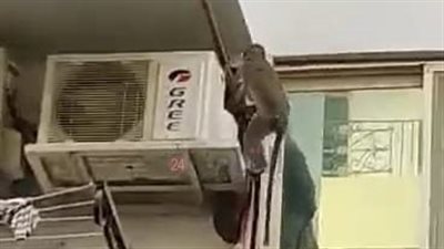 اقفلوا الشبابيك.. نسانيس تهاجم بلكونات منطقة الذهبية بـ الغردقة | صور وفيديو