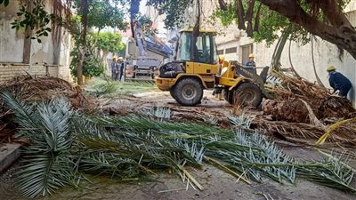 تداعيات الطقس السيئ.. سقوط شجرة ونخلة بمحطة الرمل وسط الإسكندرية 