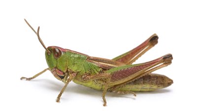 ذاكرة الأمثال.. جرادة في الكف ولا ألف طايرة